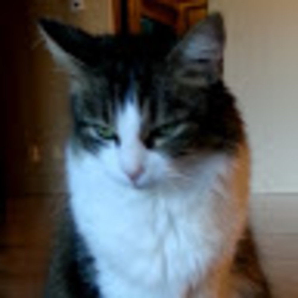 Meet your Posher, Riley